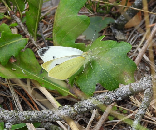 Small White
