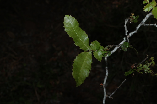 Alectryon tomentosus, photograph 6