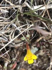 Erythranthe serpentinicola