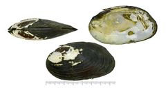 Lamprotula leaii