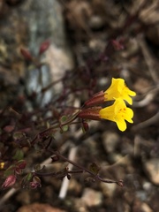 Erythranthe serpentinicola