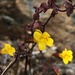 Irish Hills Monkeyflower - Photo (c) paulexcoff, some rights reserved (CC BY-SA), uploaded by paulexcoff