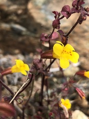 Erythranthe serpentinicola
