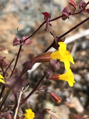 Erythranthe serpentinicola