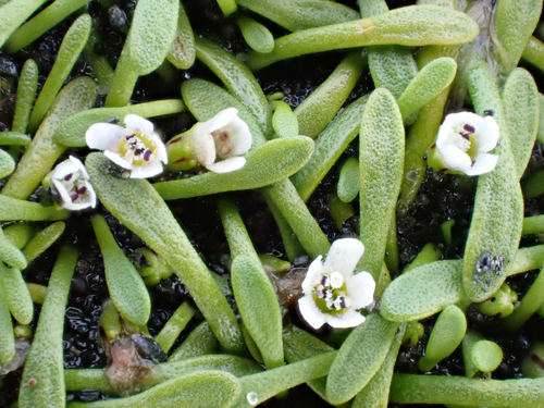 Limosella australis, photograph 6