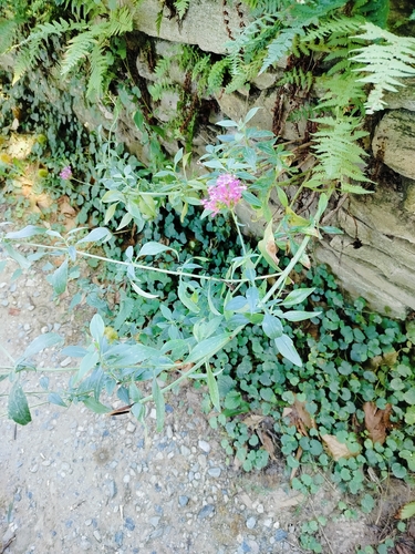 Red Valerian