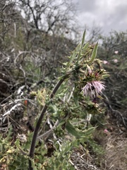 Cirsium fontinale obispoense