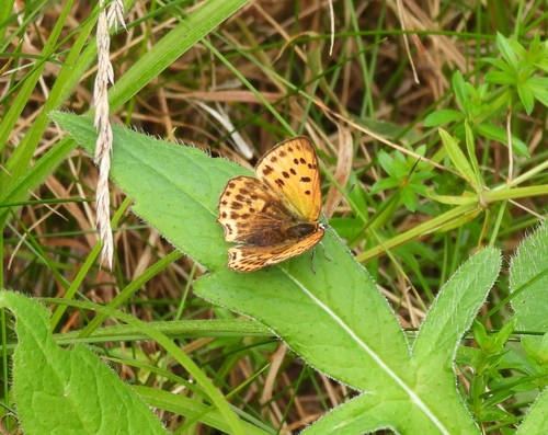 Scarce Copper