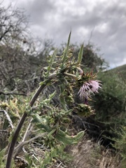 Cirsium fontinale obispoense