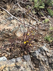 Erythranthe serpentinicola