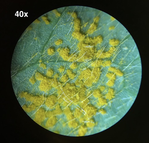 Oxalis rust