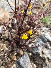 Erythranthe serpentinicola