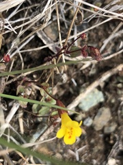 Erythranthe serpentinicola