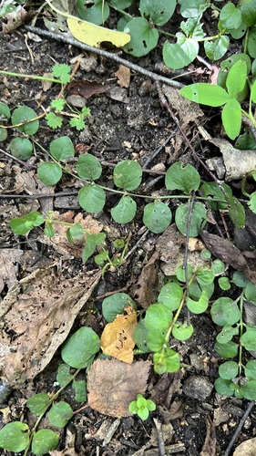 Наблюдение на iNaturalist