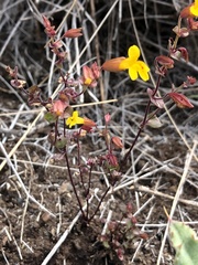 Erythranthe serpentinicola