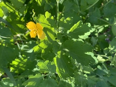 Chelidonium majus