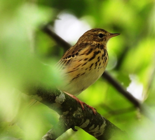 Tree Pipit