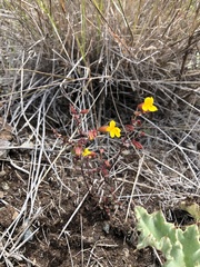 Erythranthe serpentinicola