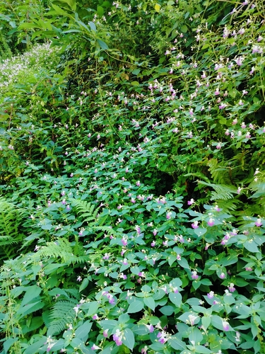 Kashmir Balsam