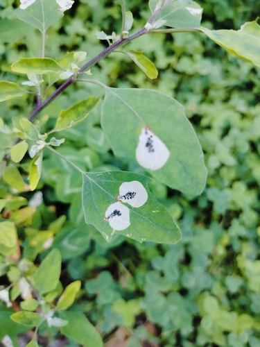 Orache Leafminer Moth