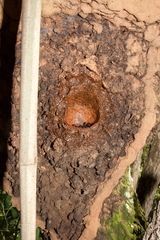 Partamona combinata