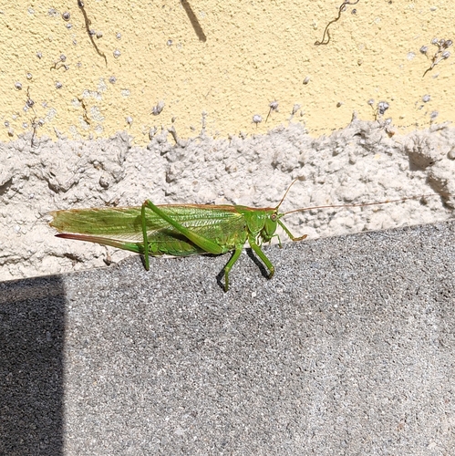 Great Green Bush-cricket