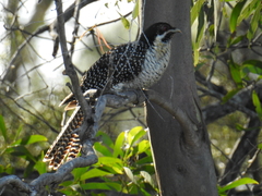 Eudynamys orientalis cyanocephalus