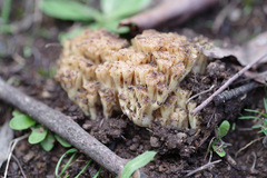 Ramaria capitata