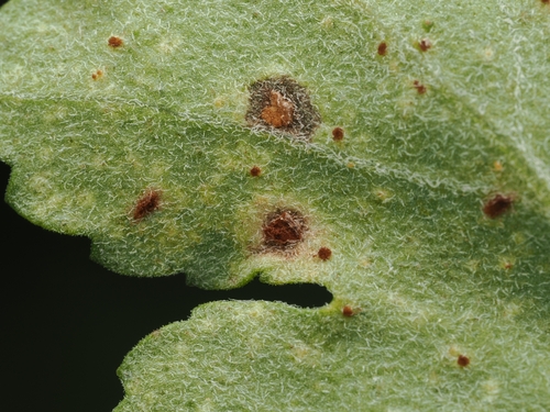 Ferrugem (Puccinia chrysanthemi)