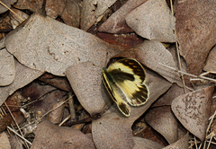 Colotis pallene