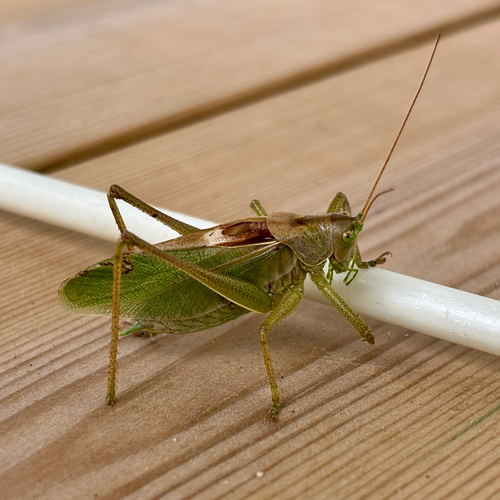 Upland Green Bush-cricket