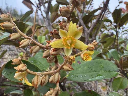 Hibbertia pancheri observed 2026-08-28