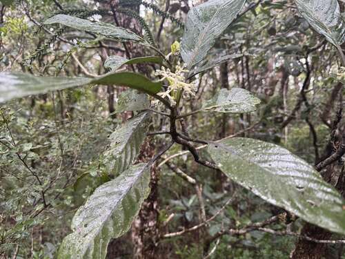 Psychotria observed 2026-08-28
