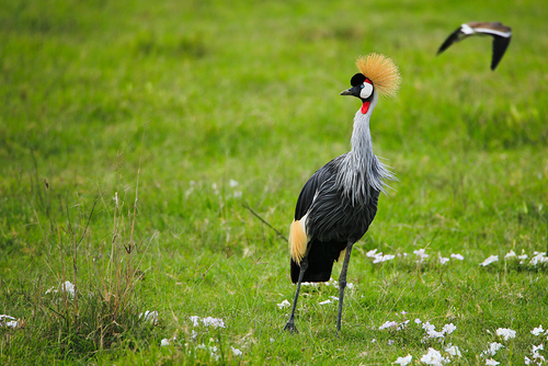 iNaturalist image
