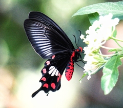 Pachliopta aristolochiae