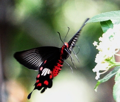 Pachliopta aristolochiae