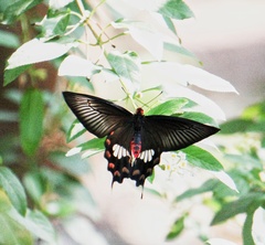 Pachliopta aristolochiae