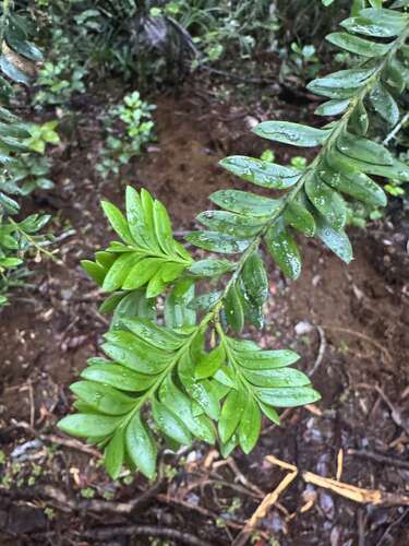 Falcatifolium taxoides observed 2026-08-28