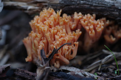 Ramaria anziana