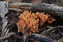Ramaria anziana