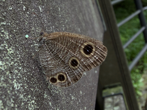 Striated Ringlet