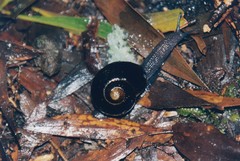 Victaphanta compacta