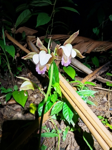 Grass Orchid