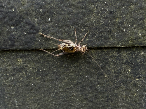 Svistella bifasciata