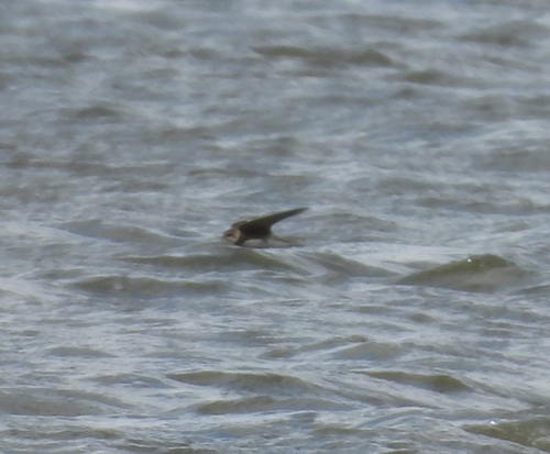 Bank Swallow