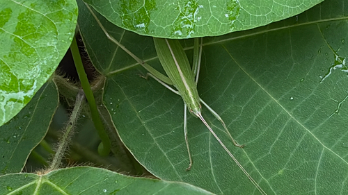 Ducetia japonica