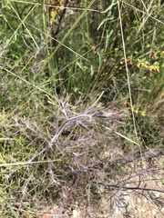 Cordylanthus rigidus rigidus