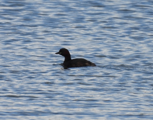Little Grebe