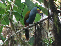 Andigena laminirostris