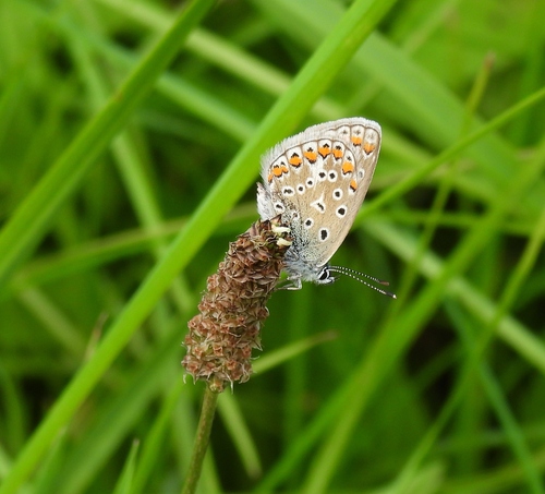 Common Blue